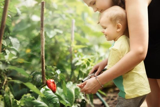 Mom watering the greenhouse with your little son. Leisure, communication, and learning gardening through the game concept.