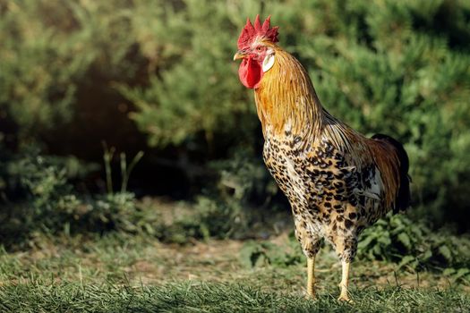 One colorful pride  rooster on green nature background