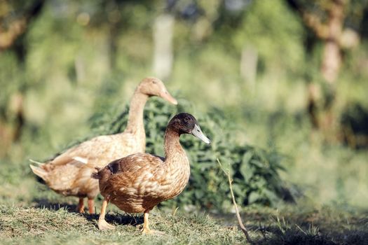 Couple of domestic ducks, Indian Runner or Anas platyrhynchos domesticus on green grass