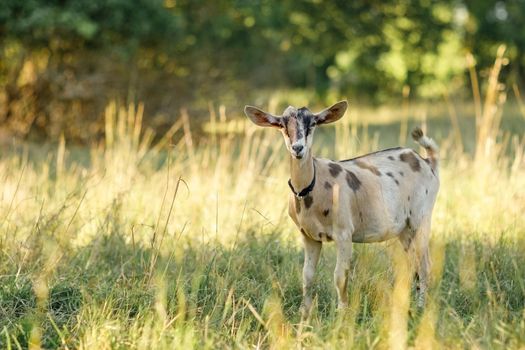 A lone goat in a meadow, with high golden bends. Free-range, happy pets, organic rural dairy farming.