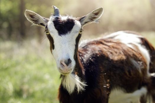 Close-up portrait from the front, the goat has only one horn. Blurred background and selective focus.