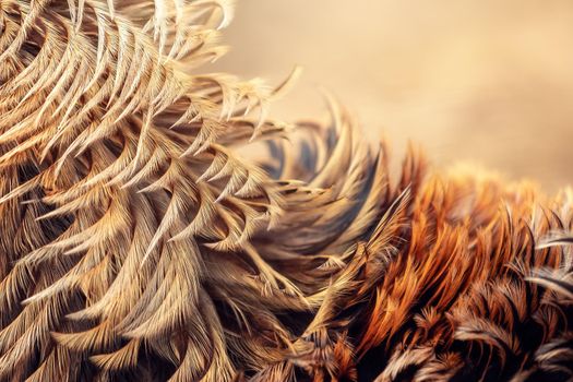 Background of very beautiful golden and glowing rooster feathers