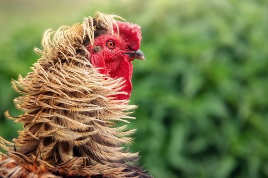 Macro portrait of a rooster, clearly visible facial details, eye and amazing golden feathers