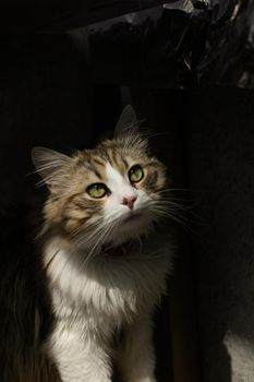 a beautiful long-haired cat sits in the bright sun. contrast photo of a domestic cat.