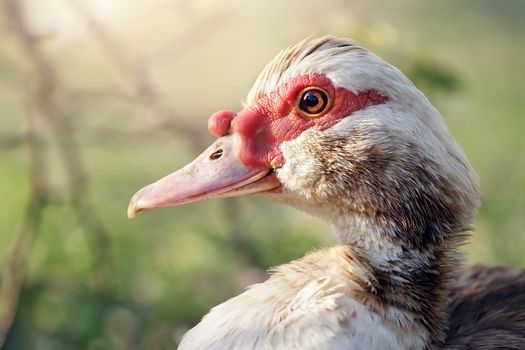 Close-up, side view of Muscovy duck or Cairina moschata, isolated on nature blurred background. Farm bird with red beak