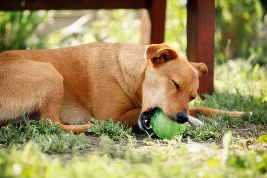 Healthy ginger dog is laying on a green lawn in the yard and chews a ball. Concept: pets love, happy pet