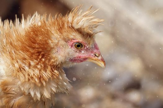 Free range, light brown chicken portrait in a farm at summer time. Concept, birds care in traditional farm, organic poultry and eggs