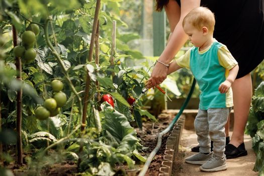 Mother and her cute son watering plants in the garden greenhouse at summer sunny day.