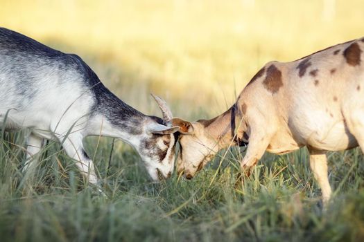 The gray goat with its horns fights the brown for dominance in the herd. 