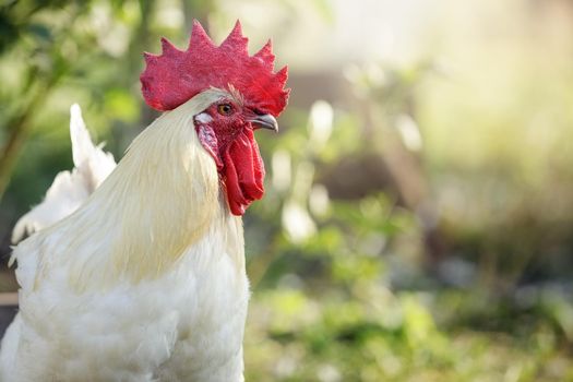 Bress Gallic breed white cock in a green nature background. This breed is an unofficial national symbol of France.