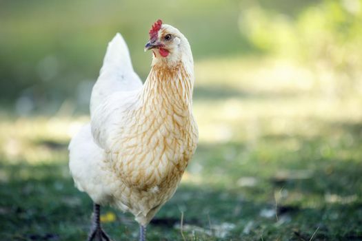 View of a fat white hen standing on a green lawn on a sunny summer day.