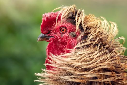 Golden feather rooster head profile portrait in a green vegetation backgroun