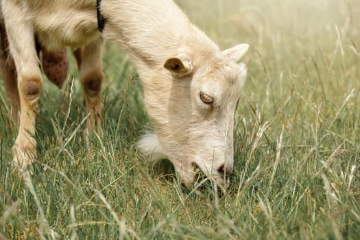 Sunny, hot summer day beige goat eats dry grass.