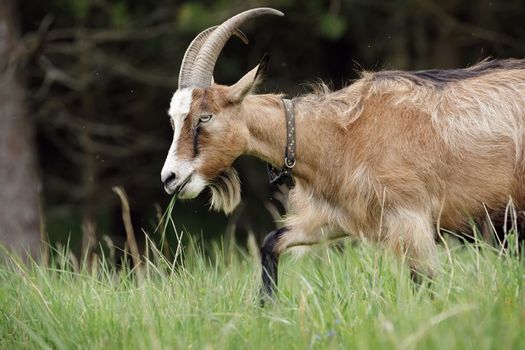 Brown long-haired goat with a beard and large horns, travels in meadow near a dark forest with green grass in his mouth.