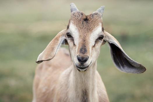 Portrait of a brown nubian goat, the animal looks straight into the camera and smiles happily. Small horns, big ears. Selective focus.