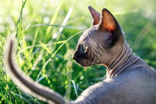 Nice Canadian sphynx cat sits in sunlit grassland. Hairless kitten posing from side in a meadow at summer time. Concept, pets love, animal life, cats breeding, enjoy freedom