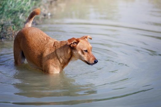 Nice ginger dog wading in a pond at summer time. Happy dog who loves water is enjoying freedom in private yard