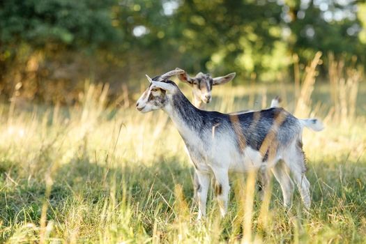 A young grey goat with with a white belly stands in a golden meadow of evening light. Free-range, happy pets, organic rural dairy farming.