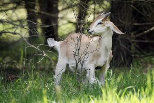 Young happy goatling walks free near the forrest, is not afraid of anything, feeds on the branches of young trees.