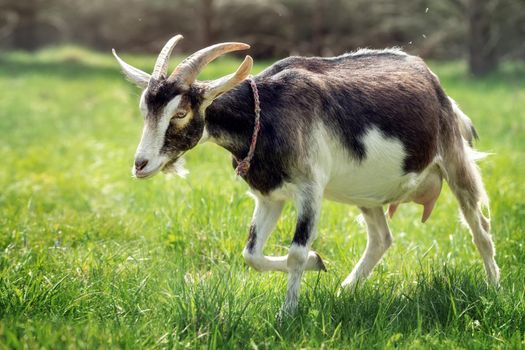 Hot summer day horned goat in a green meadow is fleeing from an insect attack.