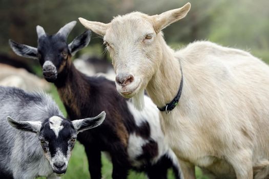 Flock of goats became very interested in the camera. Free-range goat grazing.