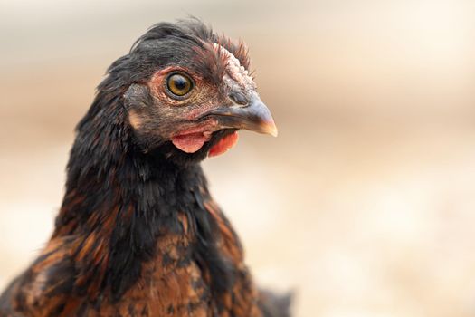 Beautiful chicken on poultry farm. Young brown free-range chicken. Portrait of a hen