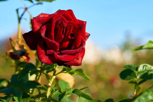 a prickly bush or shrub that typically bears red, pink, yellow, or white fragrant flowers, native to north temperate regions.Red rose of the black magic family on a warm sunny day.