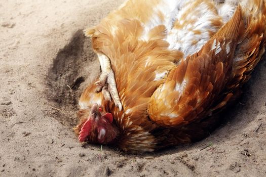 Brown chicken giving itself a dust bath. The hen enjoys the sun with its eyes closed.