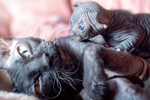 Dark Canadian sphynx cat and her newborn kitten laying on a couch together. Concept, mom and child relation, cats breeding, pet care, love for animals