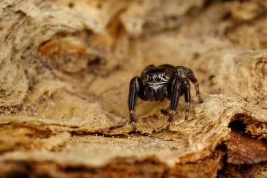 Spectacular jumping spider sits on a birch tree peel. Dangerous predator nature habitat. Background like Mars canyon view