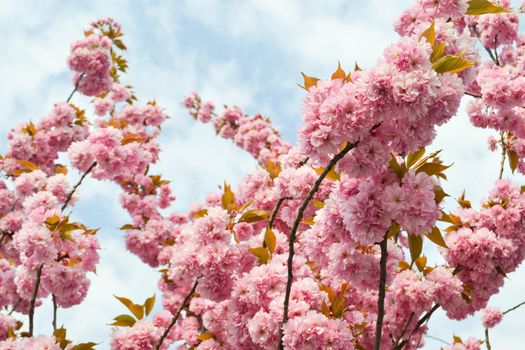 Beautiful Pink Sakura flowers, cherry blossom during springtime against blue sky, toned image with sun leak. High quality photo