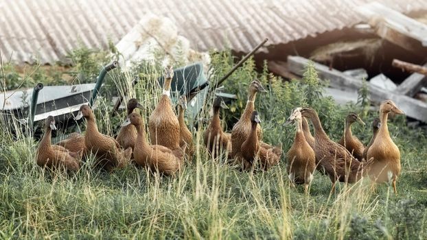 Indian runner ducks poses in front of collapsed farmhouse, two carts park in tall grass in background.