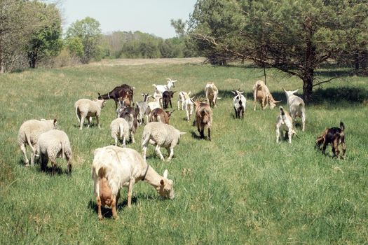 A small organic rural dairy farm with a mixed herd of goats and sheeps. - stock photo