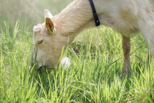 White goat without horns eats fresh green grass. Close-up portrait from the side, clearly visible fur details.