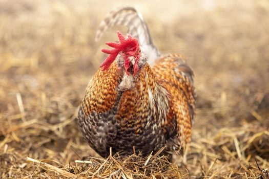 Small, golden rooster scramble in the straw, a blurred brown background