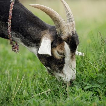 A close-up portrait of a horny goat eating fresh clover. Free-range goat grazing on a small rural organic dairy farm.