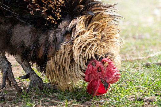 A large, beautiful cock looking for food in the grass, close-up view, low viewing angle.