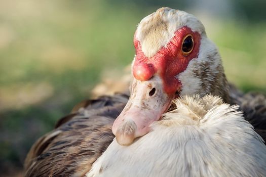 Close-up portrait of brown-white muscovy male duck.