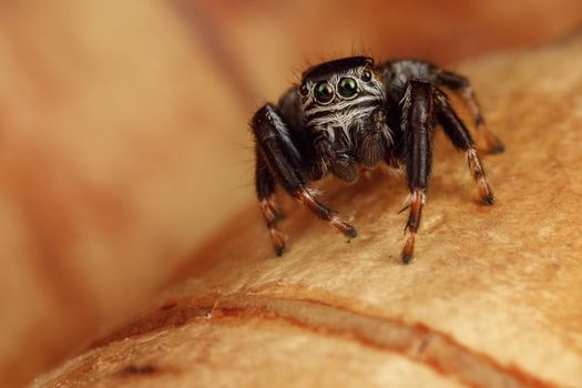 Marco shoot of hairy, black jumping spider who sits on birch tree peel and posing