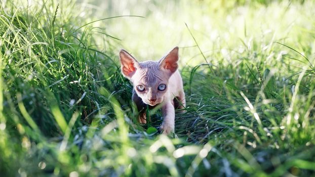 Pretty Canadian sphynx kitten walking around a sunlit meadow. Hairless cat moving closer to camera at summer time. Concept, pets love, animal life, cats breeding, enjoy freedom