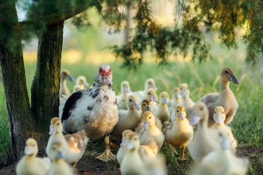 Group of yellow ducklings of a muscovy duck in Lithuania village. Easter concept.