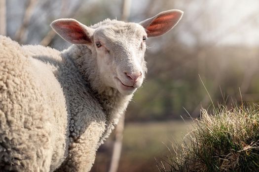 A portrait of a sheep looking back and looking at us. Dike sheep in a meadow on farm background.