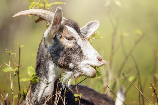 Beautiful goat enjoys delicious, fresh, green leaves at noon in springtime.