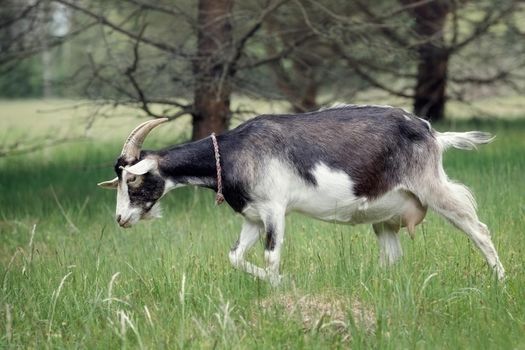 A spotted goat with horns lags behind its herd and is sadly looking for a way to home.