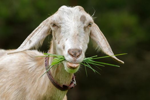 Nubian goat with a leather strap around his neck, a mouth full of herbs showing his tongue.