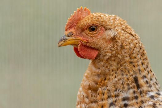 Profile portrait of a ginger-colored speckled hen on a light green blurred background