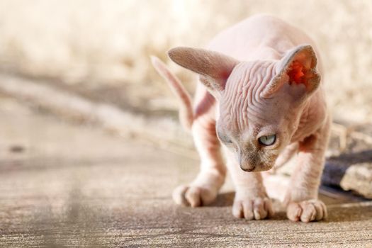 Cute Canadian sphynx cat walks on a concrete pathway. A sad hairless kitten in house foundation background . Concept, pet love, animal life, cats breeding, enjoy freedom