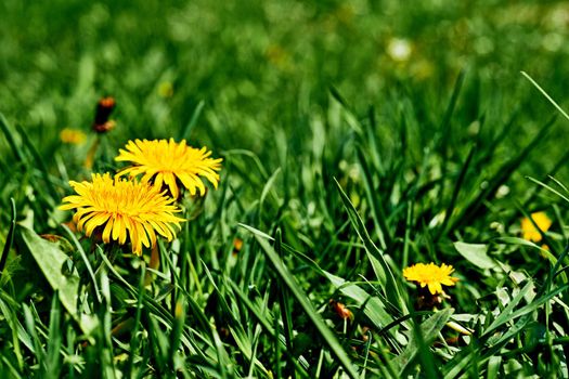 A widely distributed weed of the daisy family, with a rosette of leaves, bright yellow flowers followed by globular heads of seeds with downy tufts, and stems containing a milky latex.