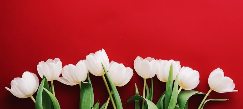 White tulips on red backdrop, beautiful flowers as flatlay background, floral concept