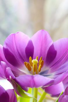 Purple blooming tulips in the garden in spring